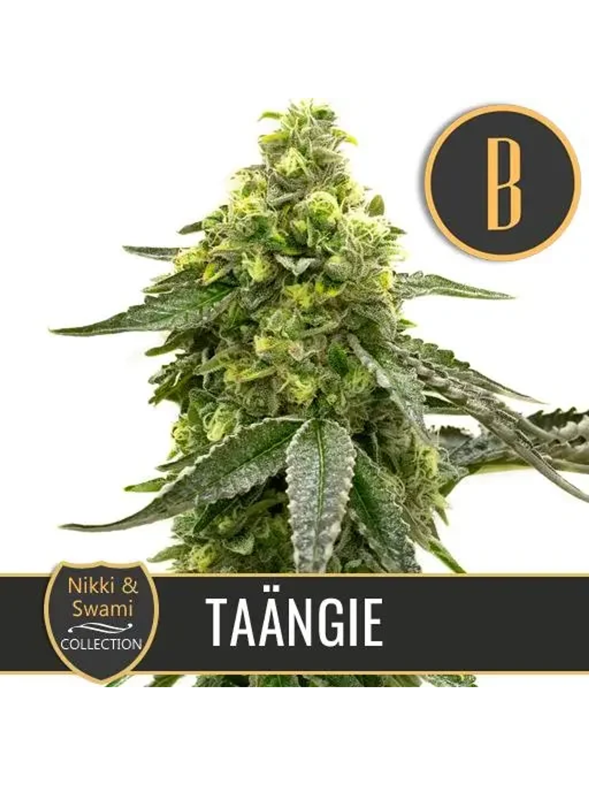 Nikki & Swami'S Taängie Fem X3 -Blimburn Seeds 1