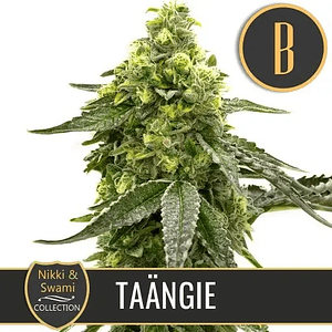 Nikki & Swami'S Taängie Fem X3 -Blimburn Seeds