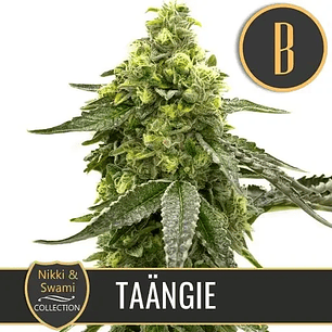NIKKI & SWAMI'S TAÄNGIE FEM X3 -BLIMBURN SEEDS