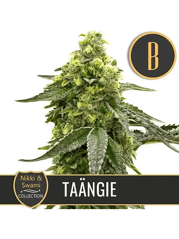 NIKKI & SWAMI'S TAÄNGIE FEM X3 -BLIMBURN SEEDS 1