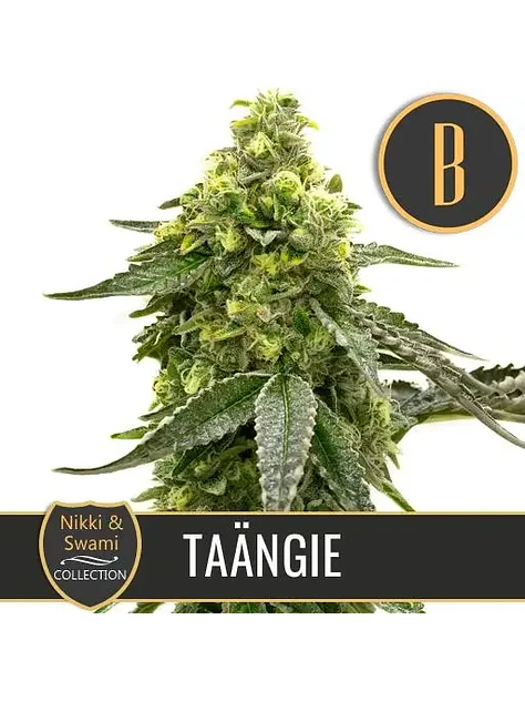 Nikki & Swami'S Taängie Fem X3 -Blimburn Seeds 1