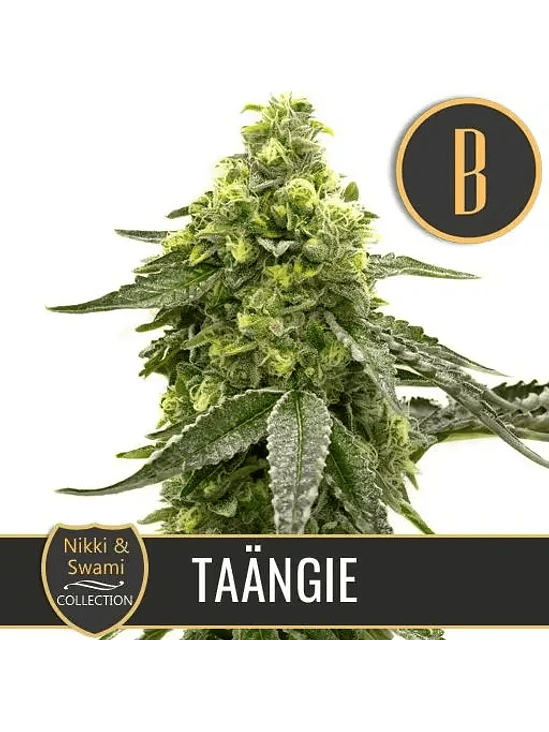 NIKKI & SWAMI'S TAÄNGIE FEM X3 -BLIMBURN SEEDS 1