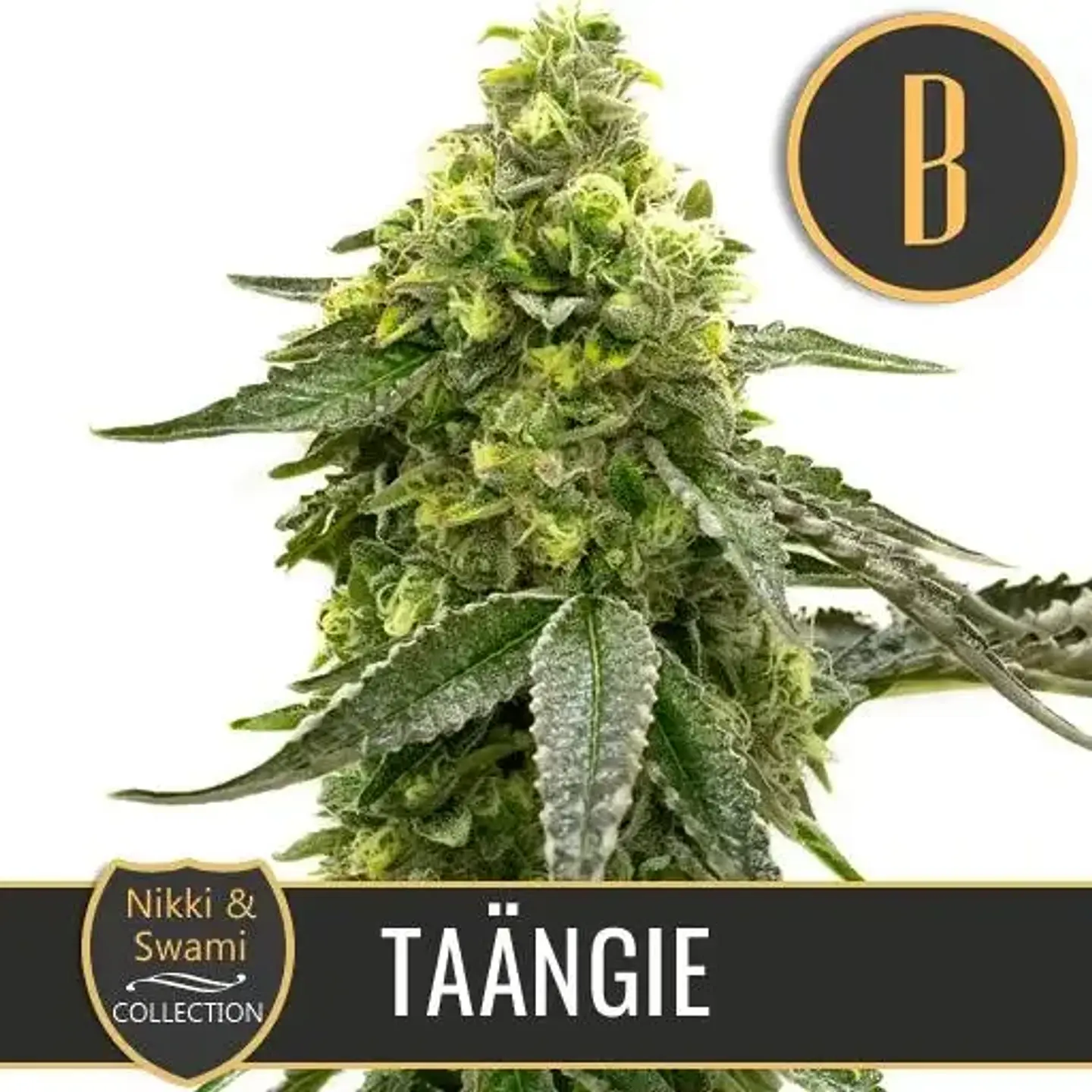 Nikki & Swami'S Taängie Fem X3 -Blimburn Seeds 1