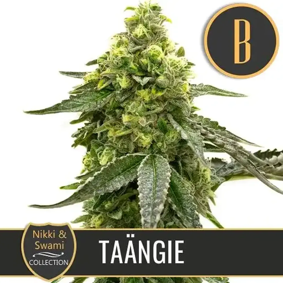 Nikki & Swami'S Taängie Fem X3 -Blimburn Seeds 1