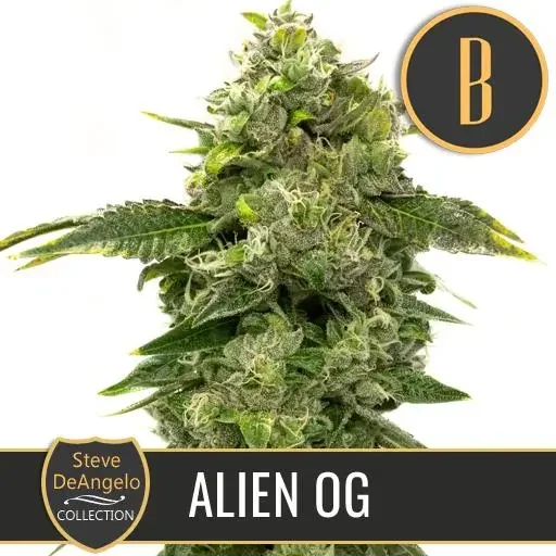 Steve'S Alien Og Fem X3 -Blimburn Seeds 1