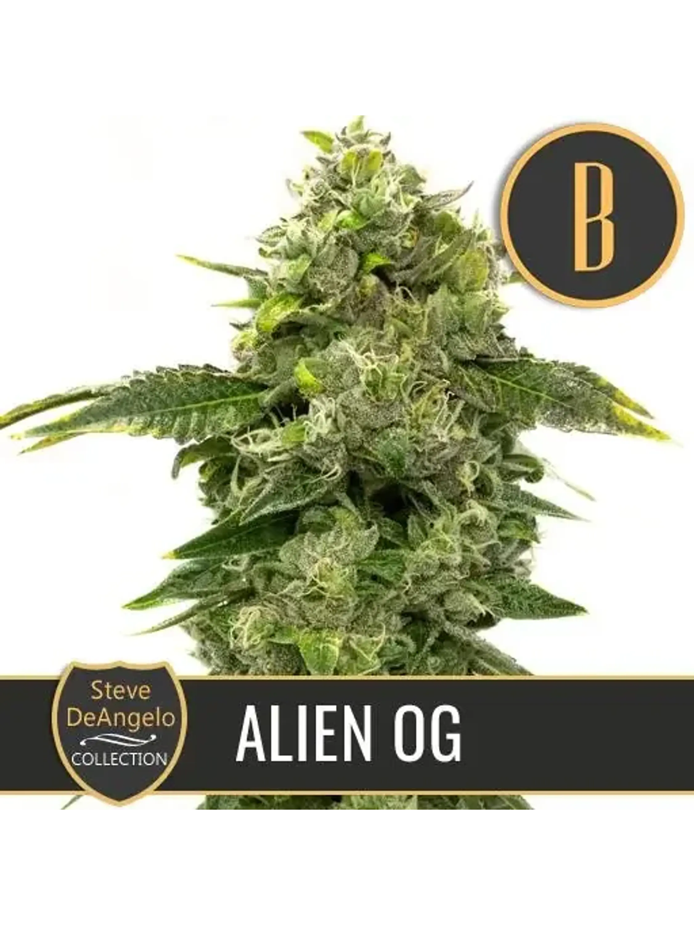 Steve'S Alien Og Fem X3 -Blimburn Seeds 1