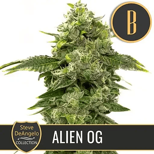 STEVE'S ALIEN OG FEM X3 -BLIMBURN SEEDS