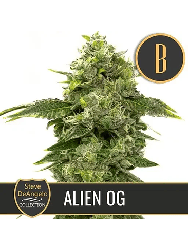 STEVE'S ALIEN OG FEM X3 -BLIMBURN SEEDS 1