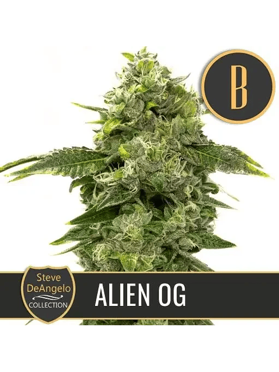STEVE'S ALIEN OG FEM X3 -BLIMBURN SEEDS 1