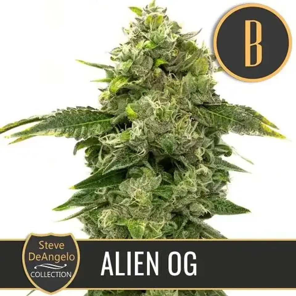 Steve'S Alien Og Fem X3 -Blimburn Seeds 1