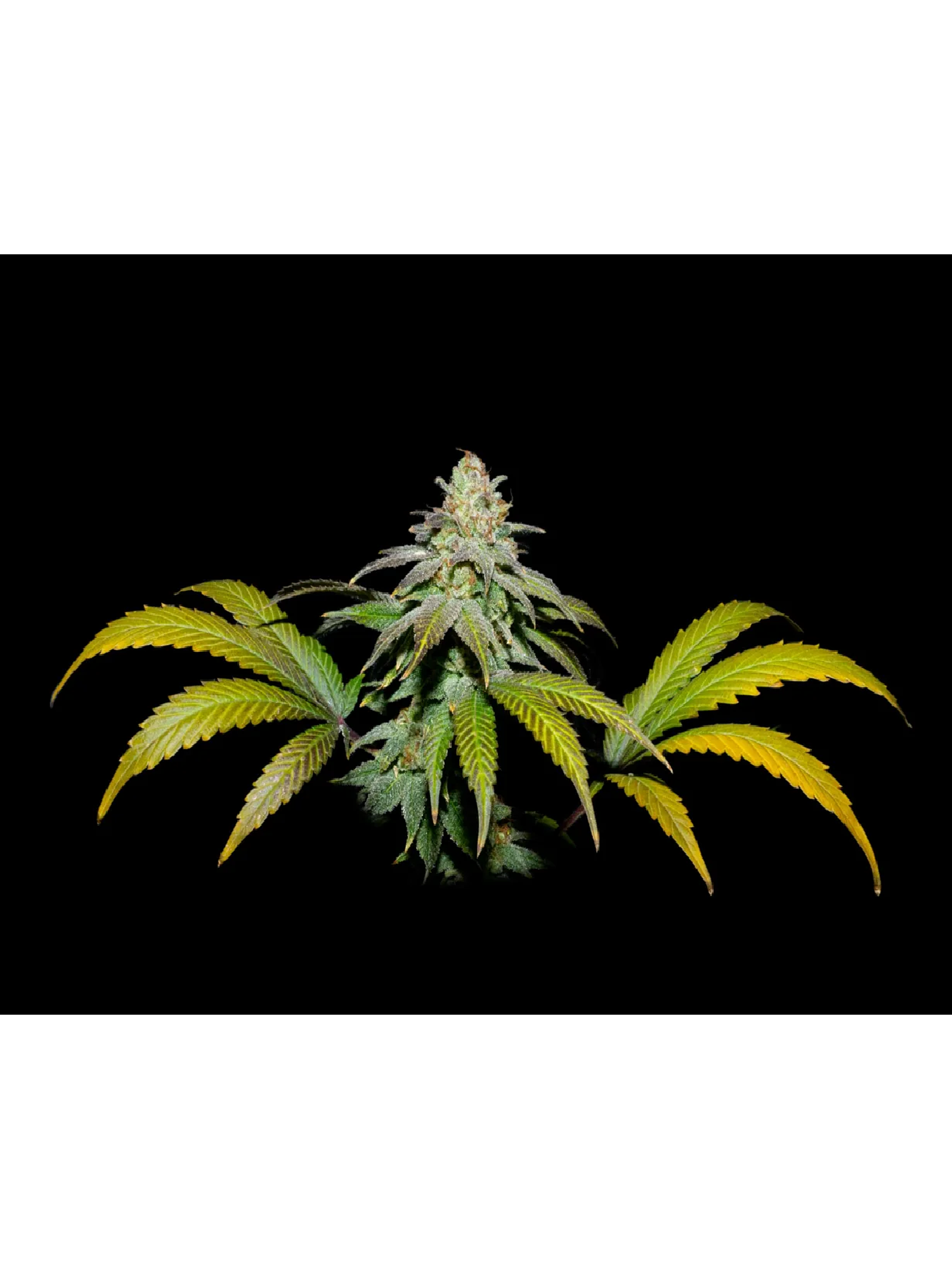 Guava X Fruity Pebbles Og -Secret File 1