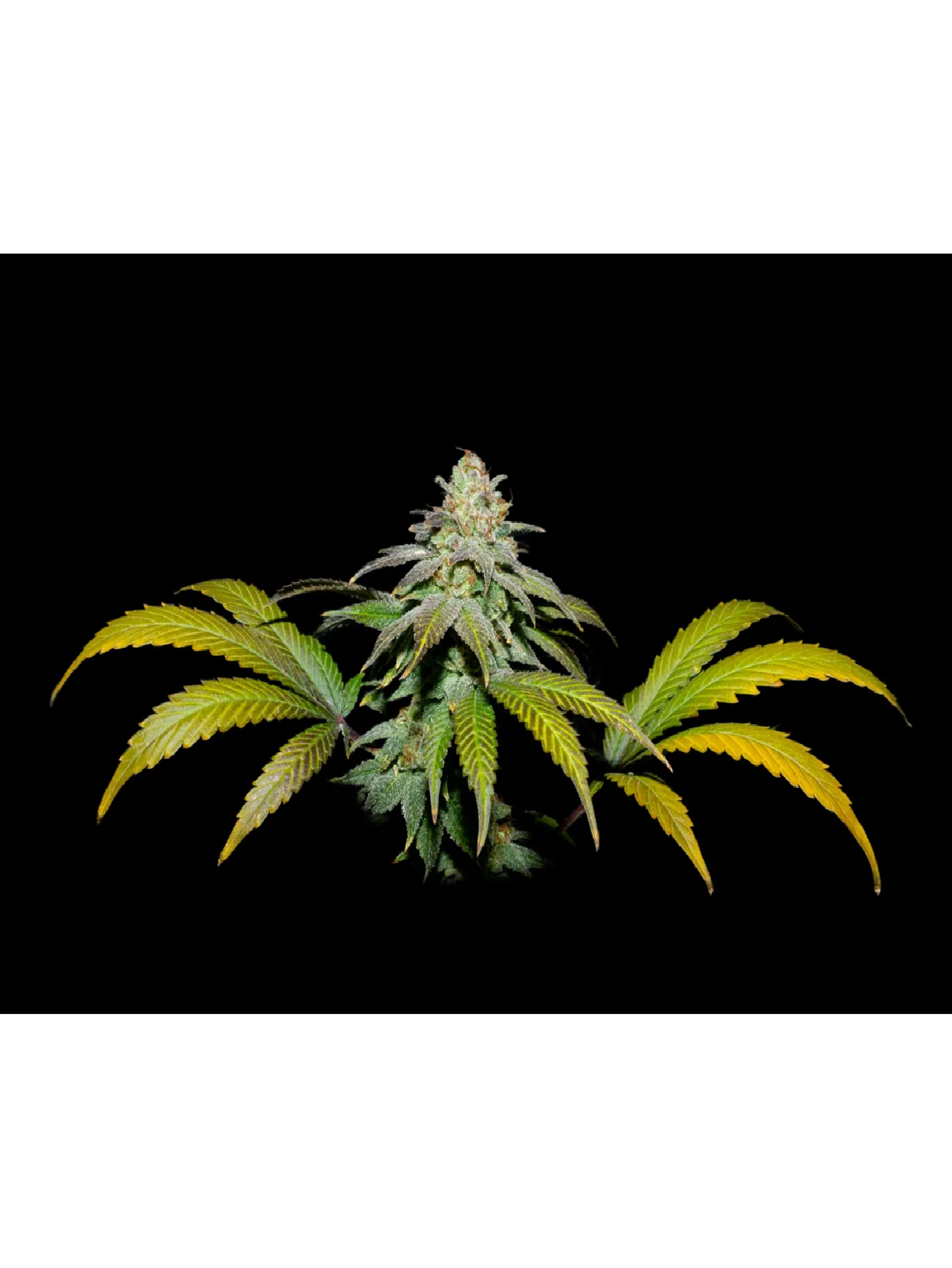 Guava X Fruity Pebbles Og -Secret File 1