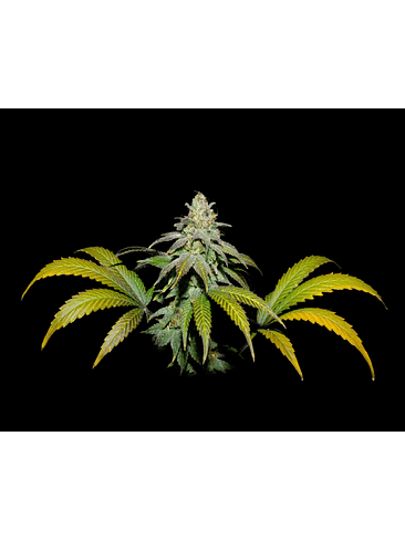 GUAVA X FRUITY PEBBLES OG X25-SECRET FILE 1