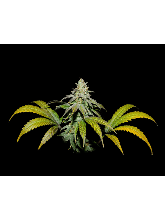 GUAVA X FRUITY PEBBLES OG X25-SECRET FILE 1