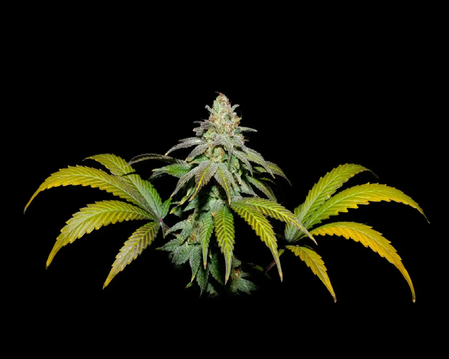 Guava X Fruity Pebbles Og -Secret File (x3+1/x25) 1