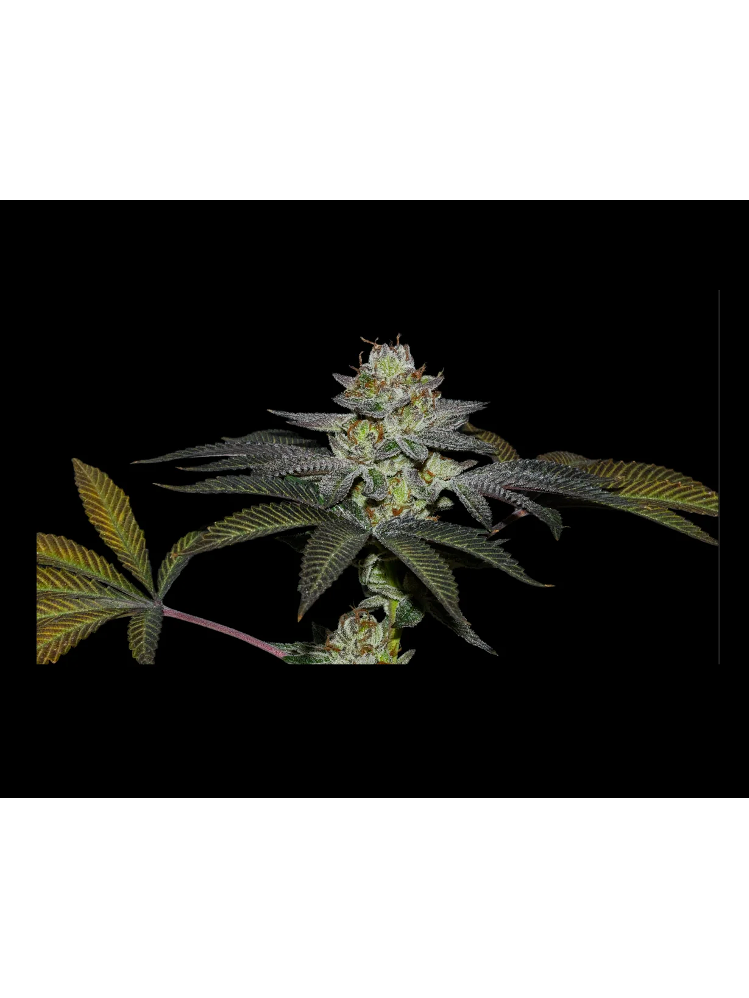 Coco Nutty X Fruity Pebbles Og X25-Secret File 1
