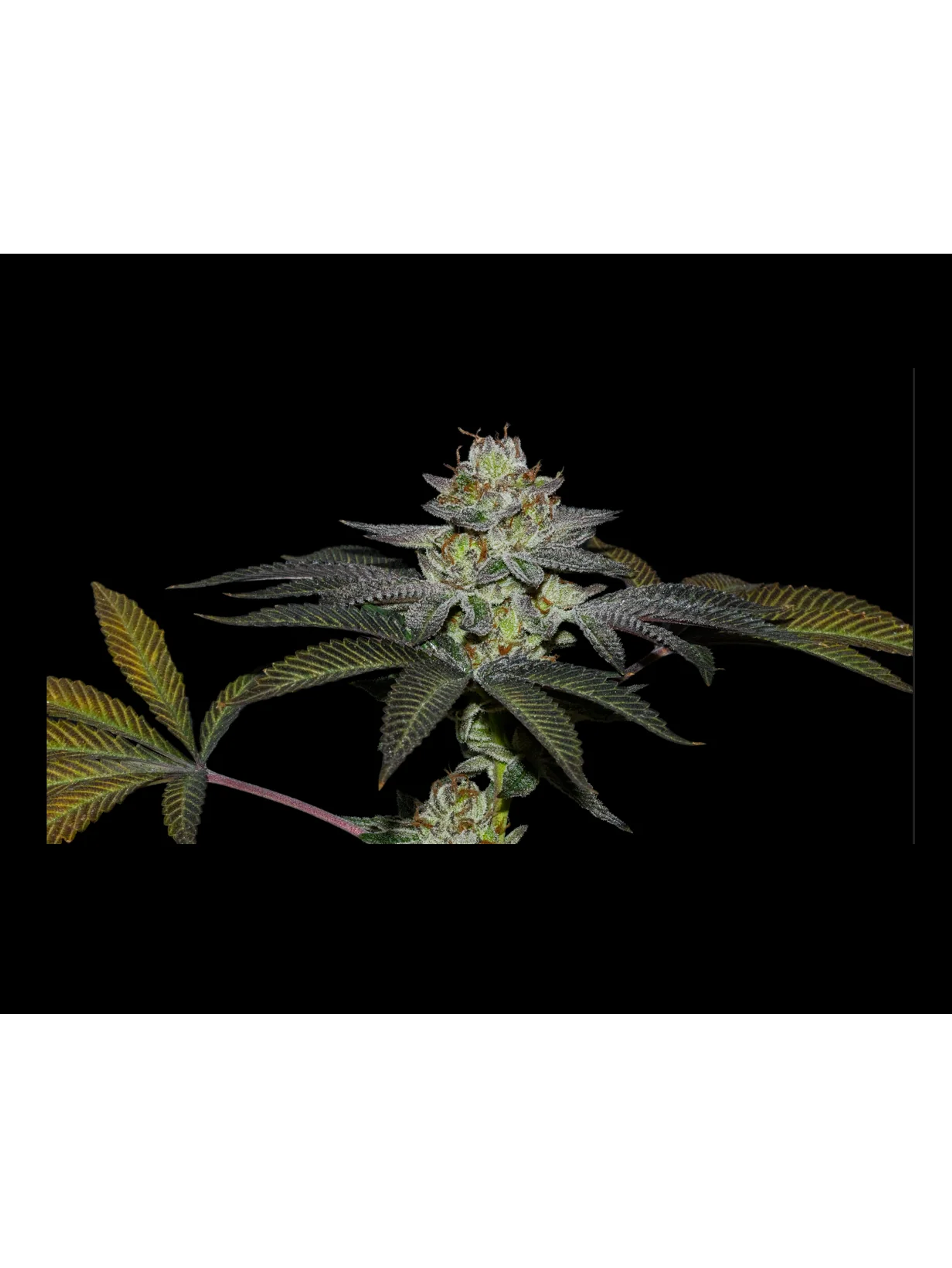 Coco Nutty X Fruity Pebbles Og X25-Secret File 1