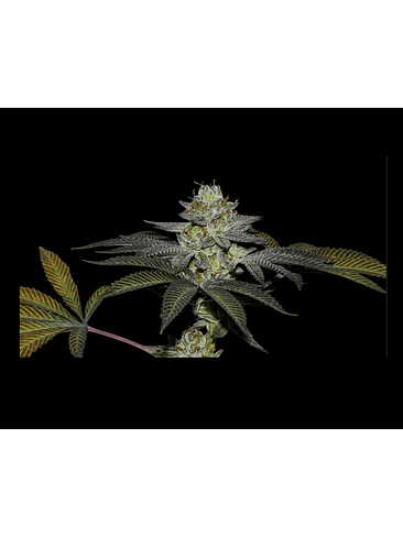 COCO NUTTY X FRUITY PEBBLES OG X25-SECRET FILE 1