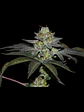 Coco Nutty X Fruity Pebbles Og X25-Secret File - Miniatura 1