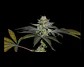 Coco Nutty X Fruity Pebbles Og -Secret File (x25/x3+1) - Miniatura 1