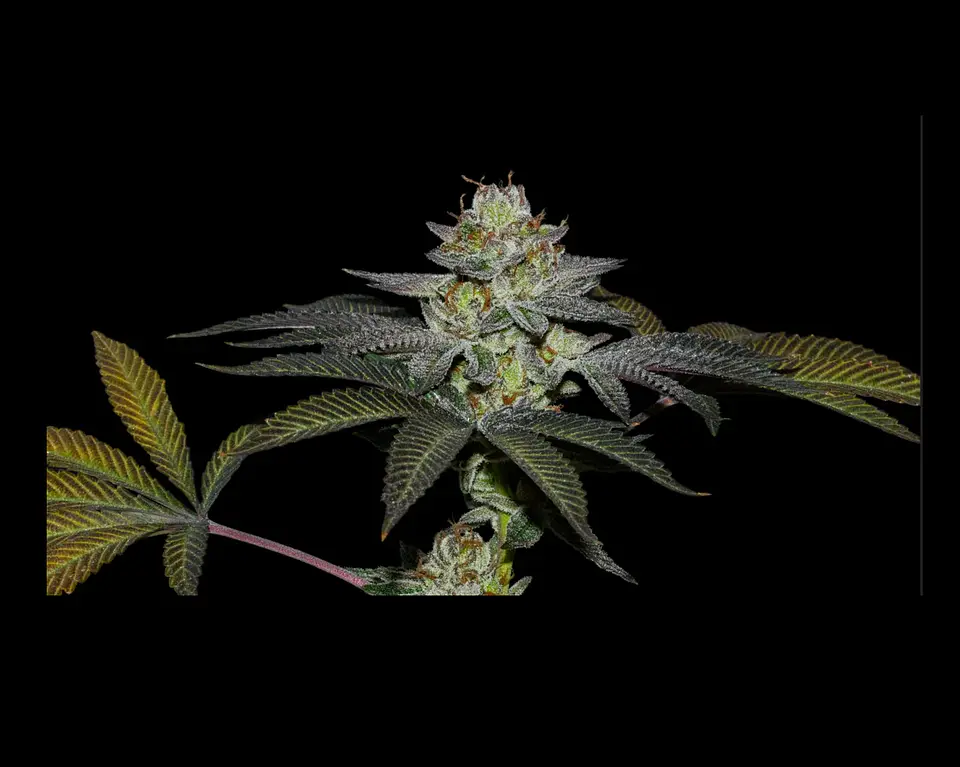 Coco Nutty X Fruity Pebbles Og -Secret File (x25/x3+1) 1