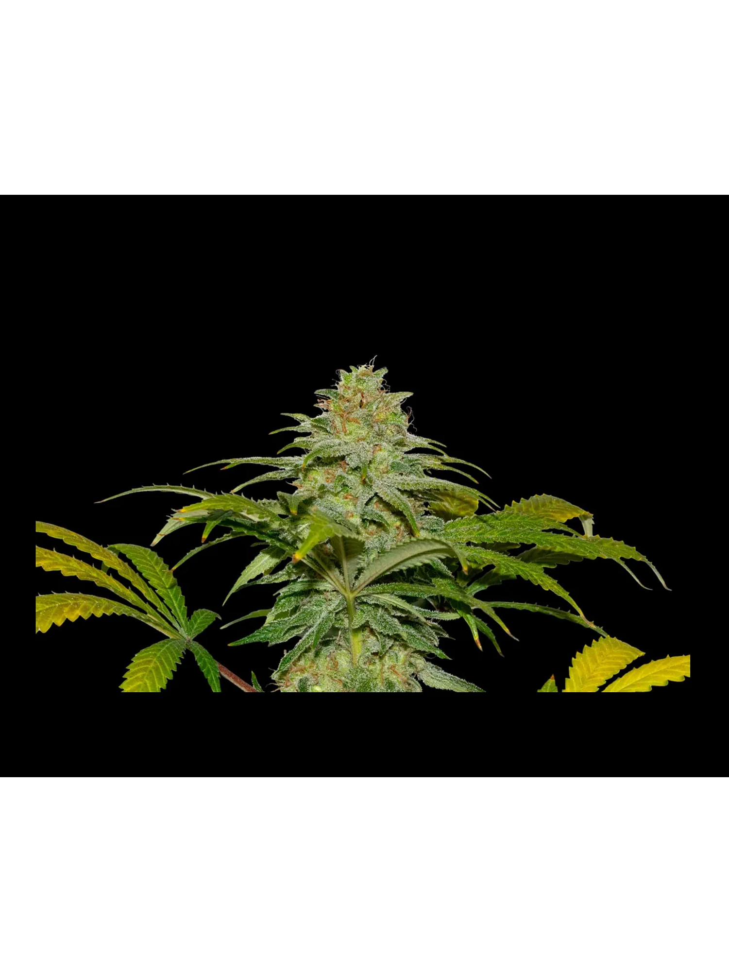 Papaya X Fruity Pebbles Og -Secret File 1