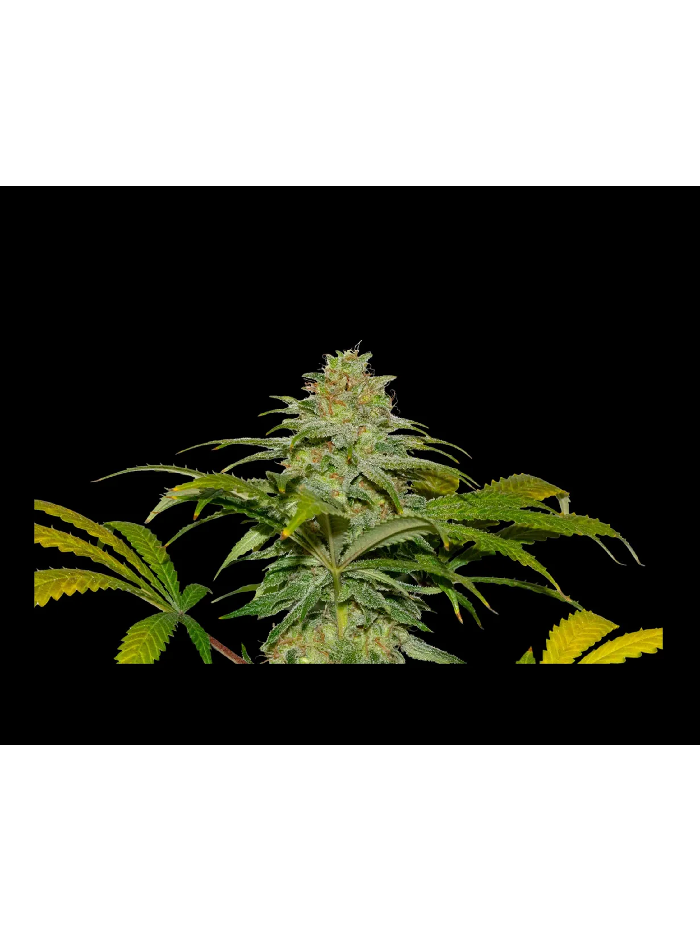 Papaya X Fruity Pebbles Og -Secret File 1