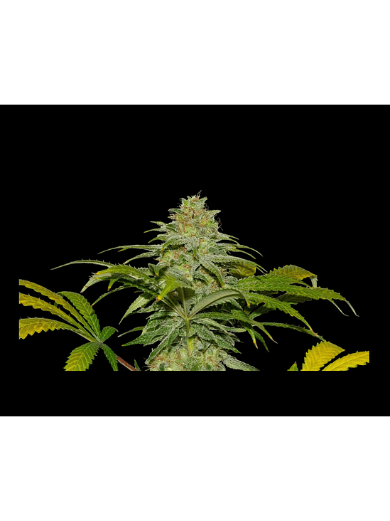 PAPAYA X FRUITY PEBBLES OG X25-SECRET FILE 1