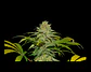 Papaya X Fruity Pebbles Og -Secret File - Miniatura 1