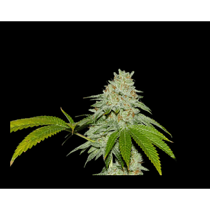 RUNTZ X FRUITY PEBBLES OG X3+1-SECRET FILE