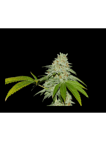 RUNTZ X FRUITY PEBBLES OG X3+1-SECRET FILE 1