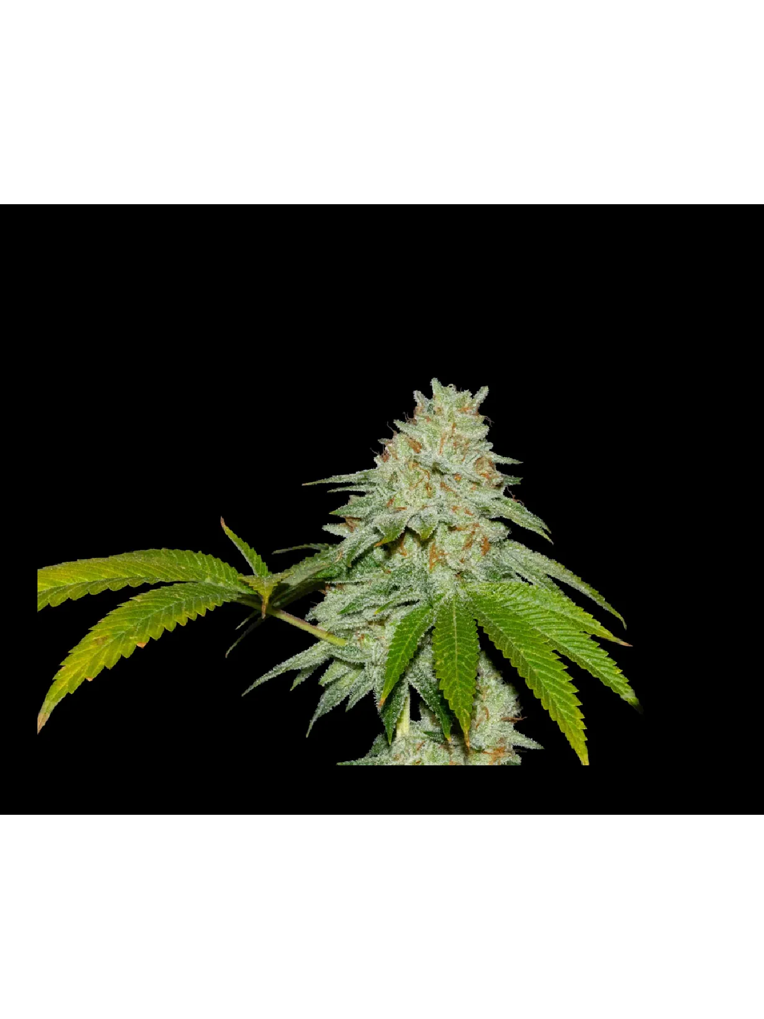 Runtz X Fruity Pebbles Og -Secret File 1