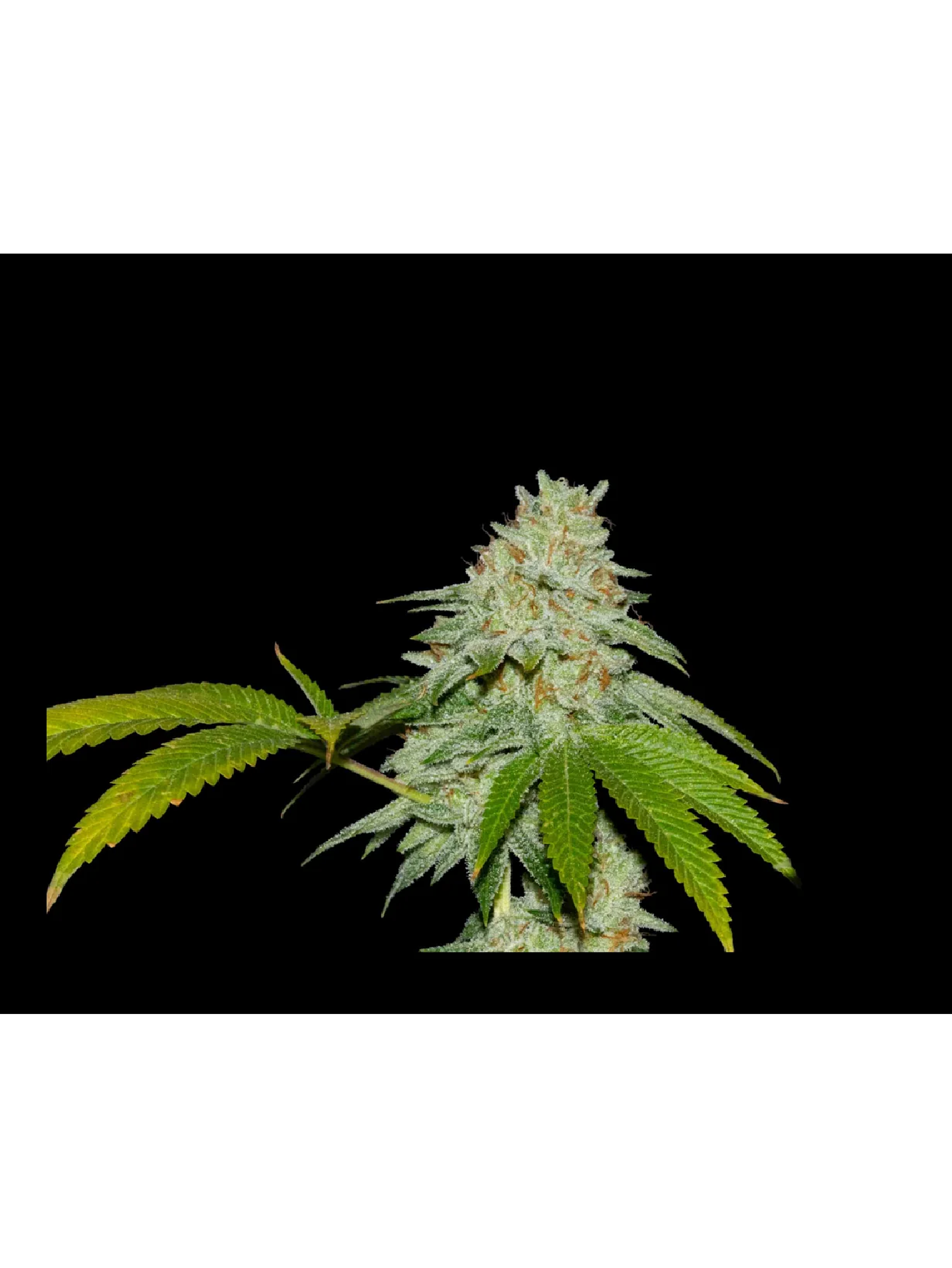 Runtz X Fruity Pebbles Og -Secret File 1