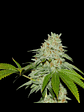 Runtz X Fruity Pebbles Og X25-Secret File - Miniatura 1