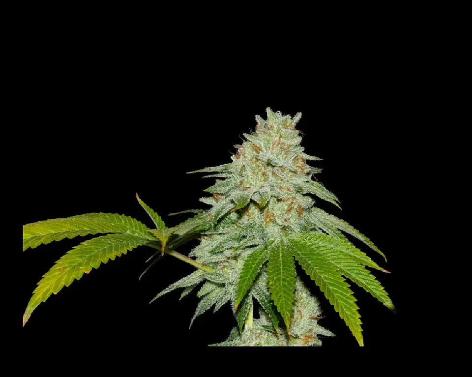 Runtz X Fruity Pebbles Og -Secret File 1