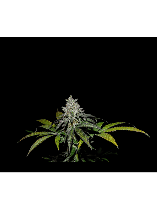 SPRITZ X FRUITY PEBBLES OG X25-SECRET FILE 1