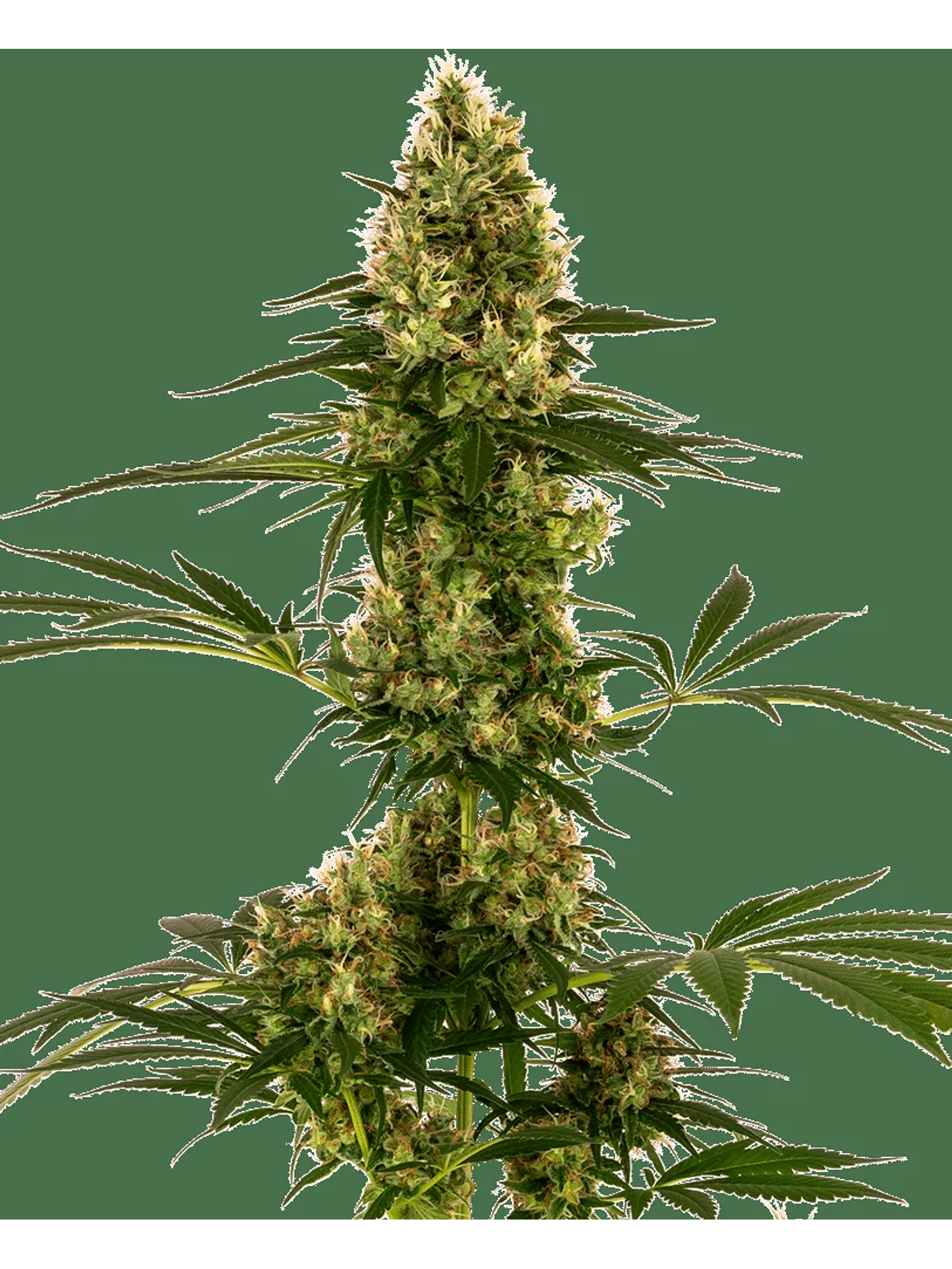 Blue Bullet Auto X3-Sensi Seeds 1