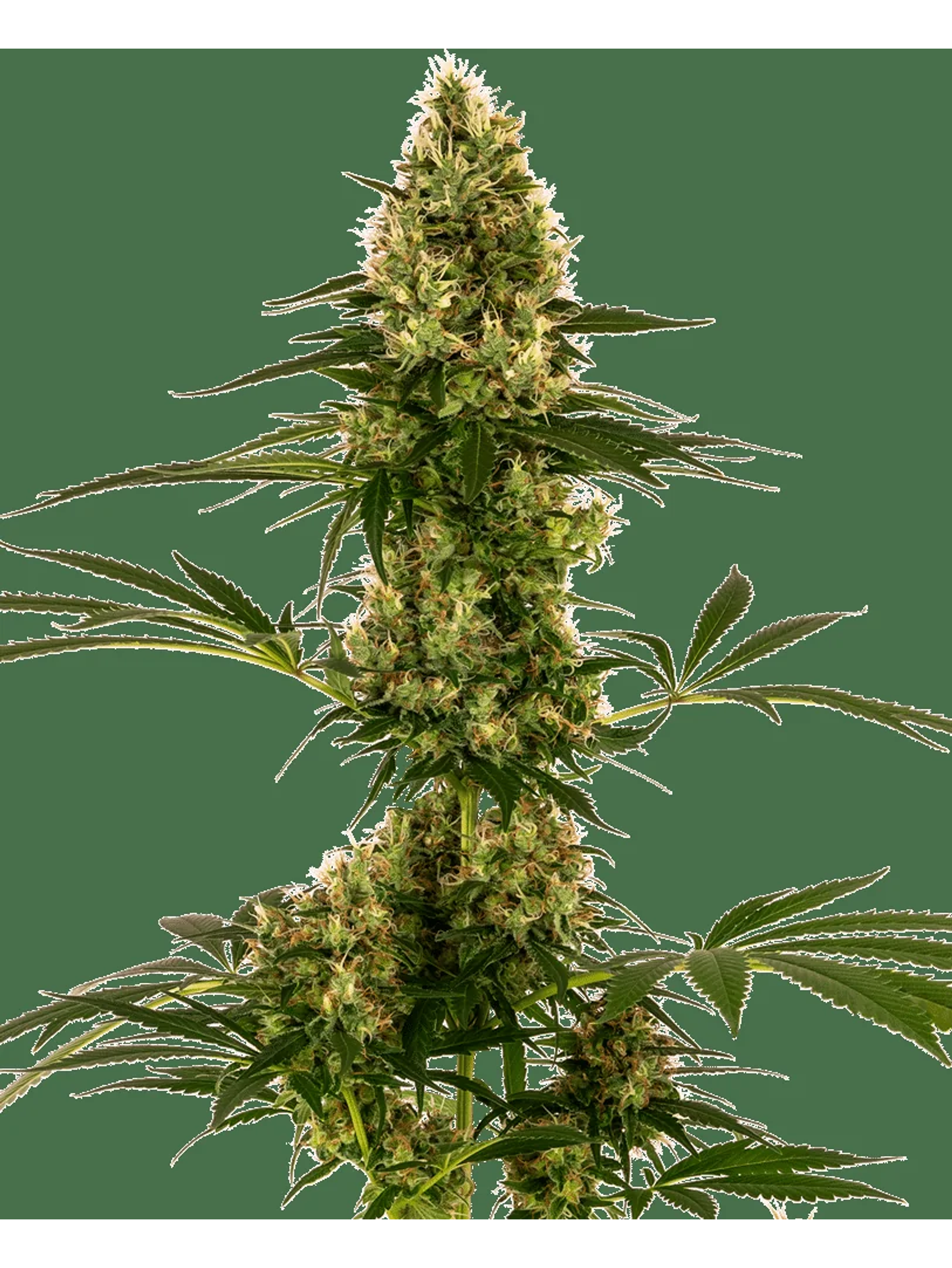 Blue Bullet Auto X3-Sensi Seeds 1