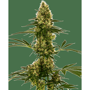Blue Bullet Auto X3-Sensi Seeds