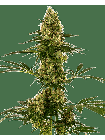 BLUE BULLET AUTO X3-SENSI SEEDS 1