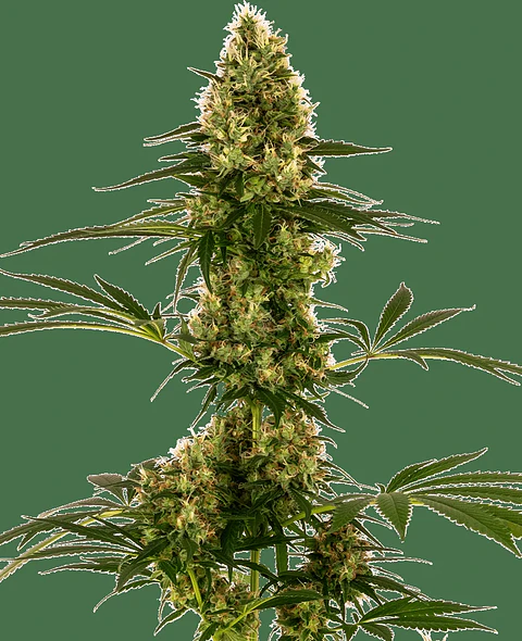 Blue Bullet Auto X3-Sensi Seeds