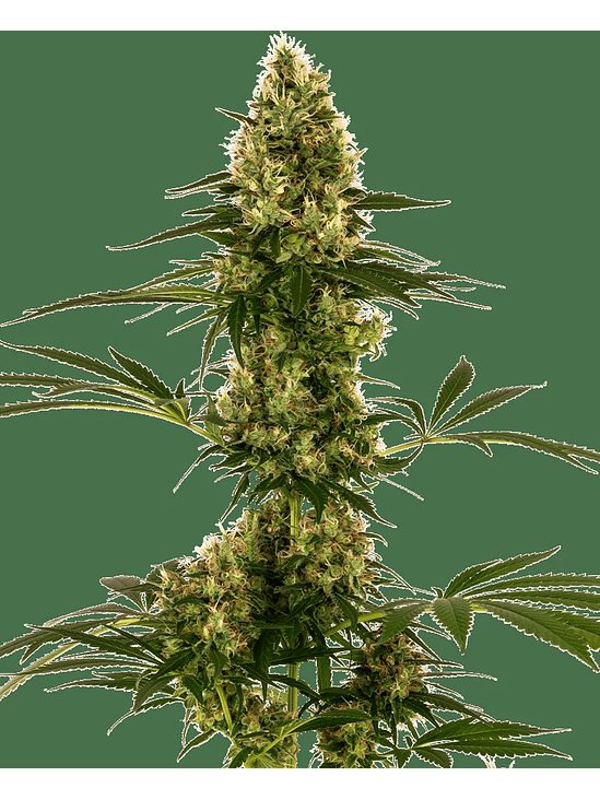 BLUE BULLET AUTO X3-SENSI SEEDS 1