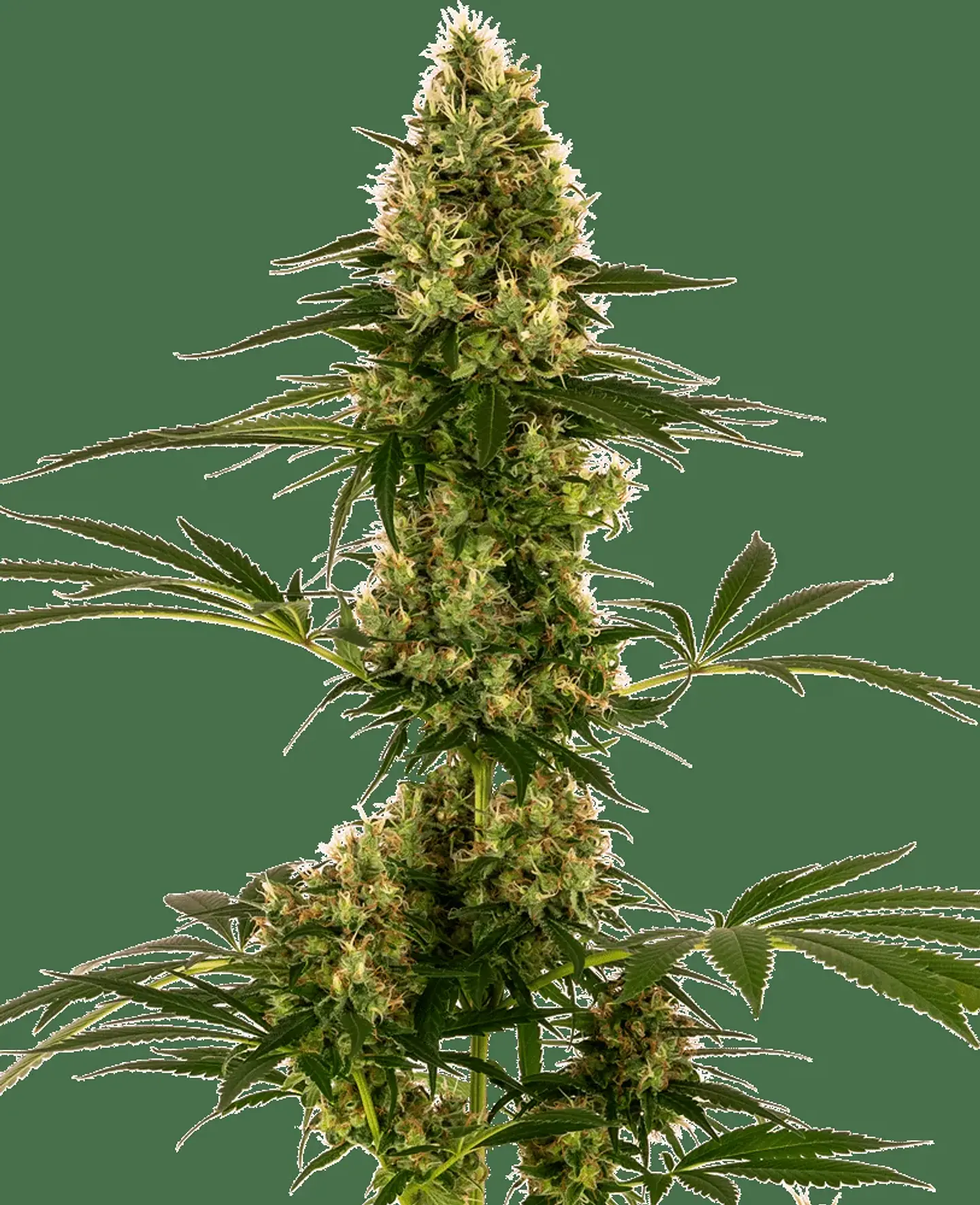 Blue Bullet Auto X3-Sensi Seeds 1