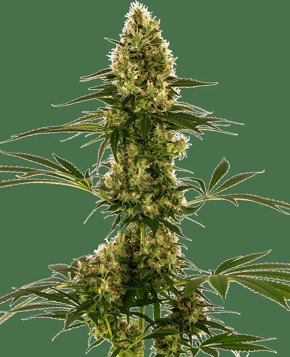 Blue Bullet Auto X3-Sensi Seeds 1