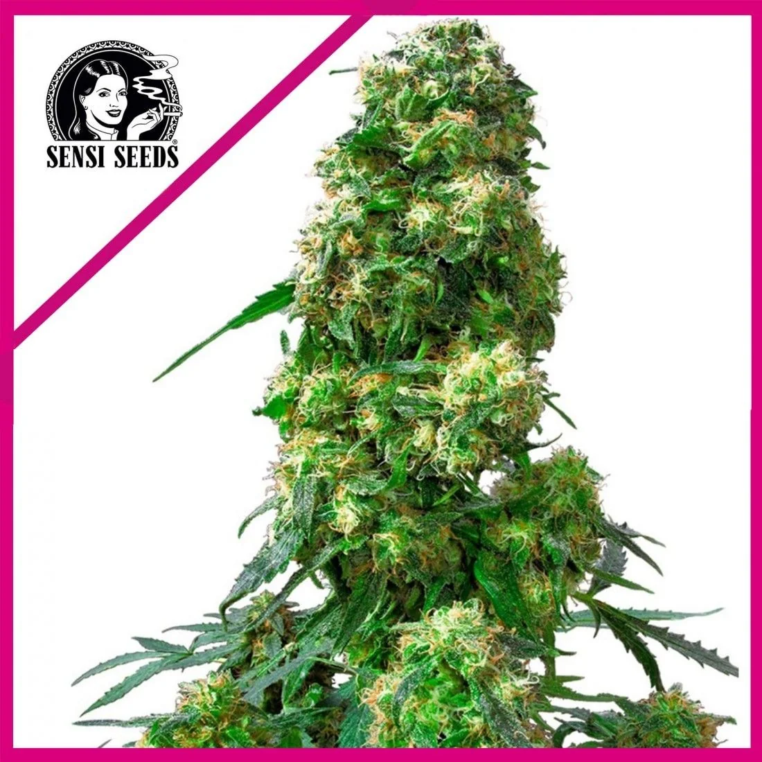 Early Skunk Fem X25-Sensi Seeds 1