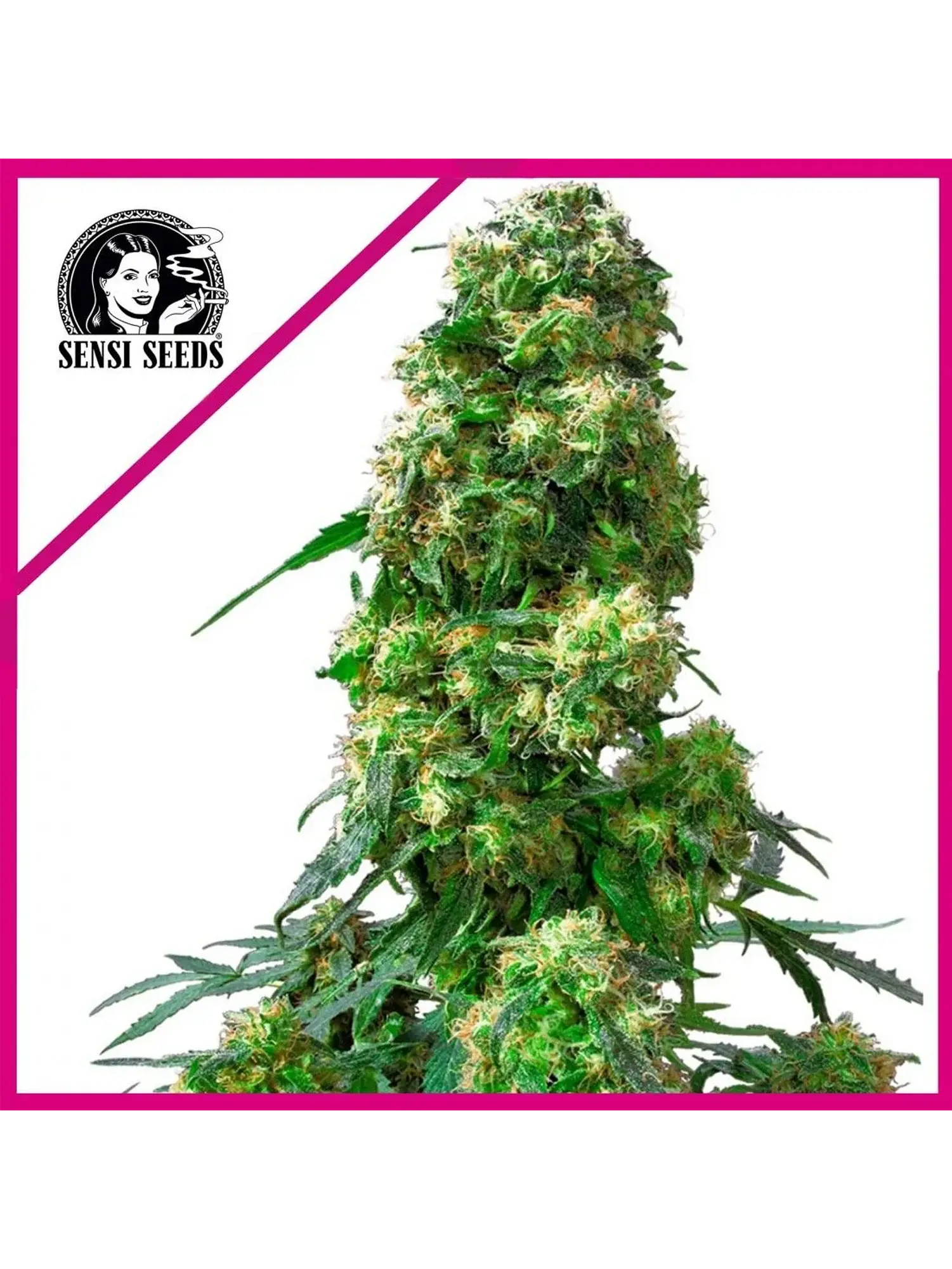 Early Skunk Fem X25-Sensi Seeds 1