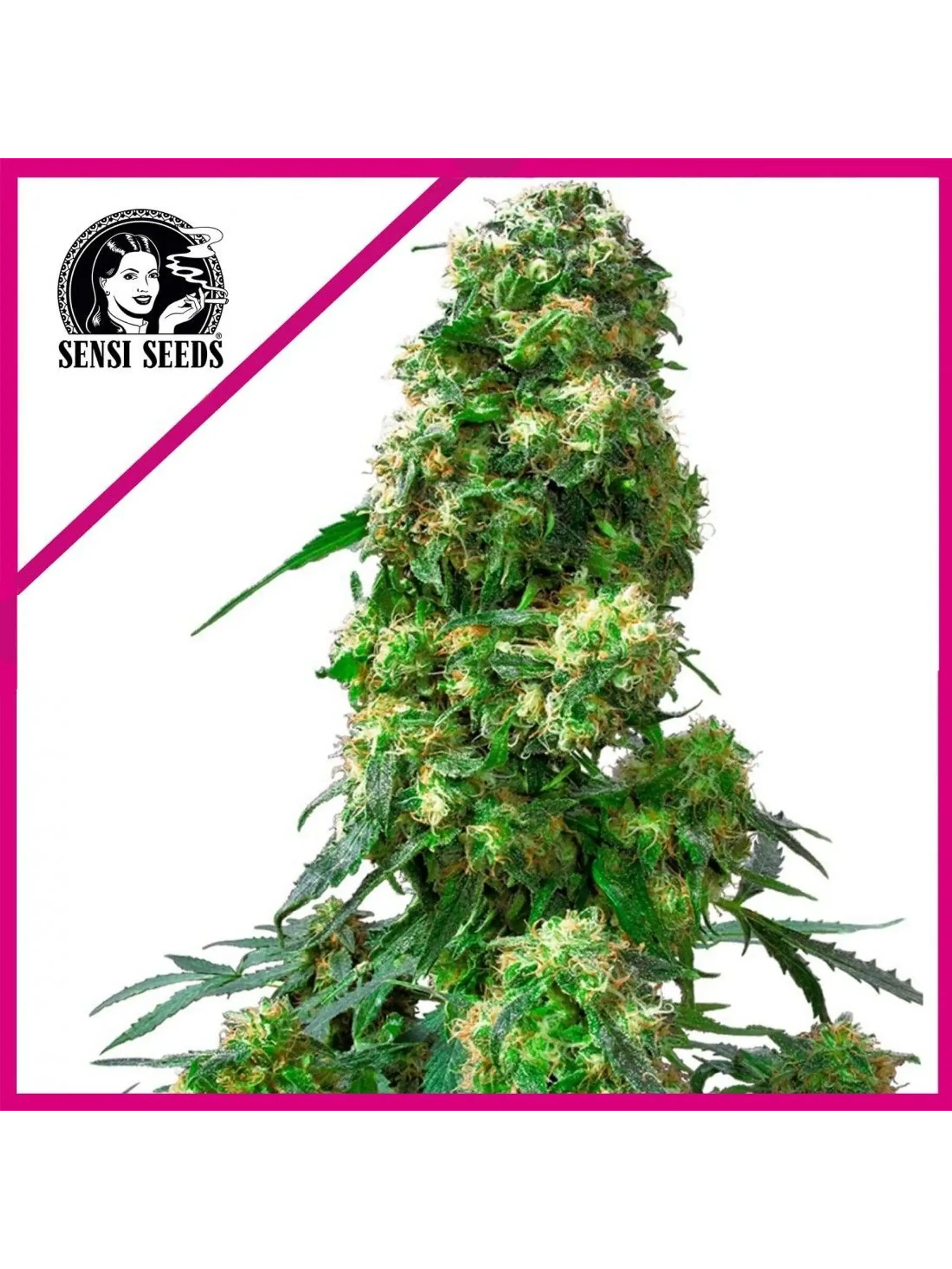 Early Skunk Fem X25-Sensi Seeds 1