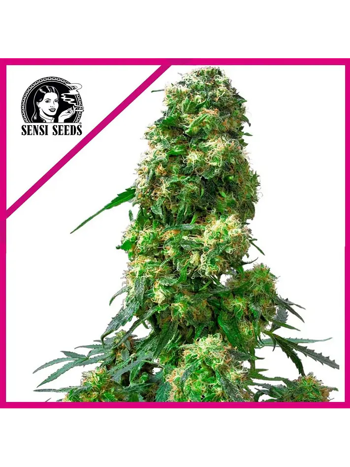 Early Skunk Fem X25-Sensi Seeds 1