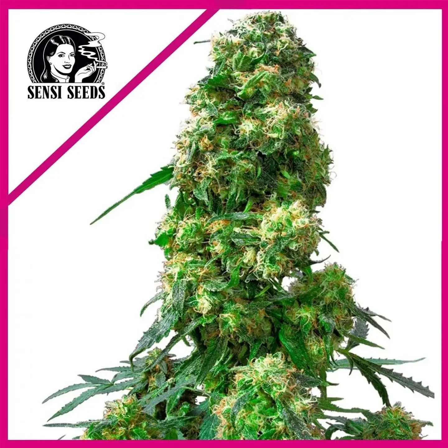 Early Skunk Fem X25-Sensi Seeds 1