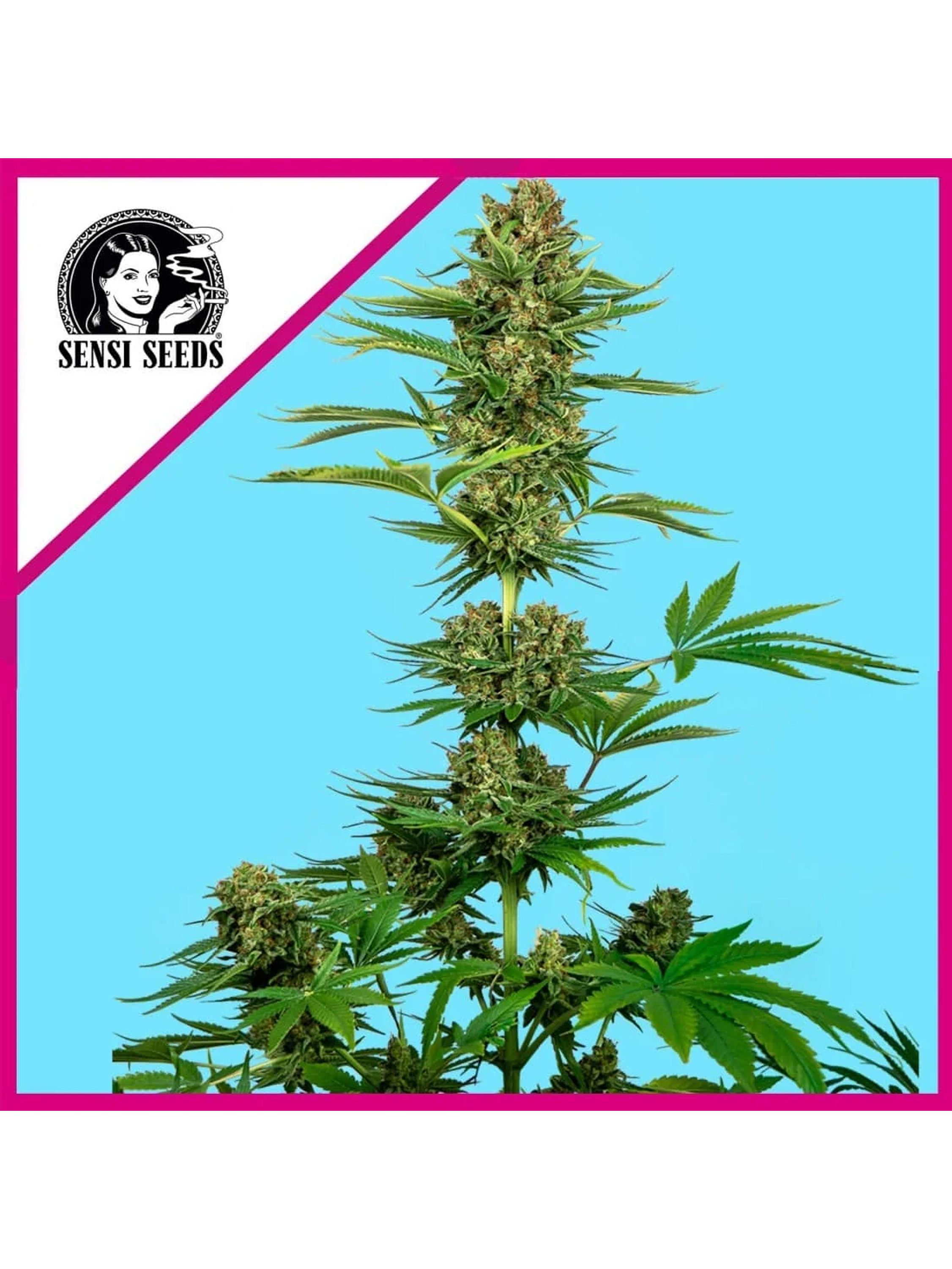 Himalayan Cbd Fem X3-Sensi Seeds 1